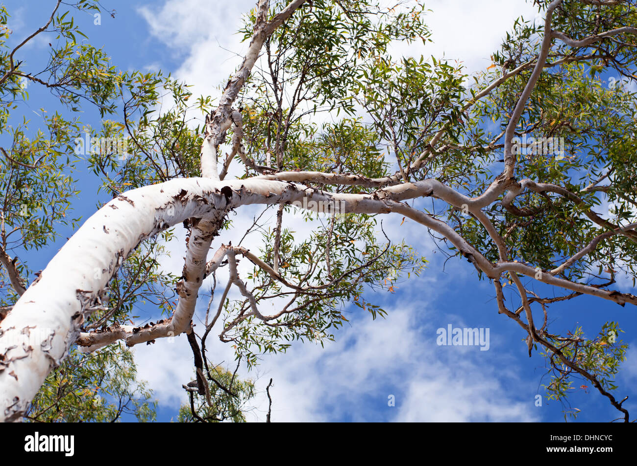 Albero di eucalipto Foto Stock