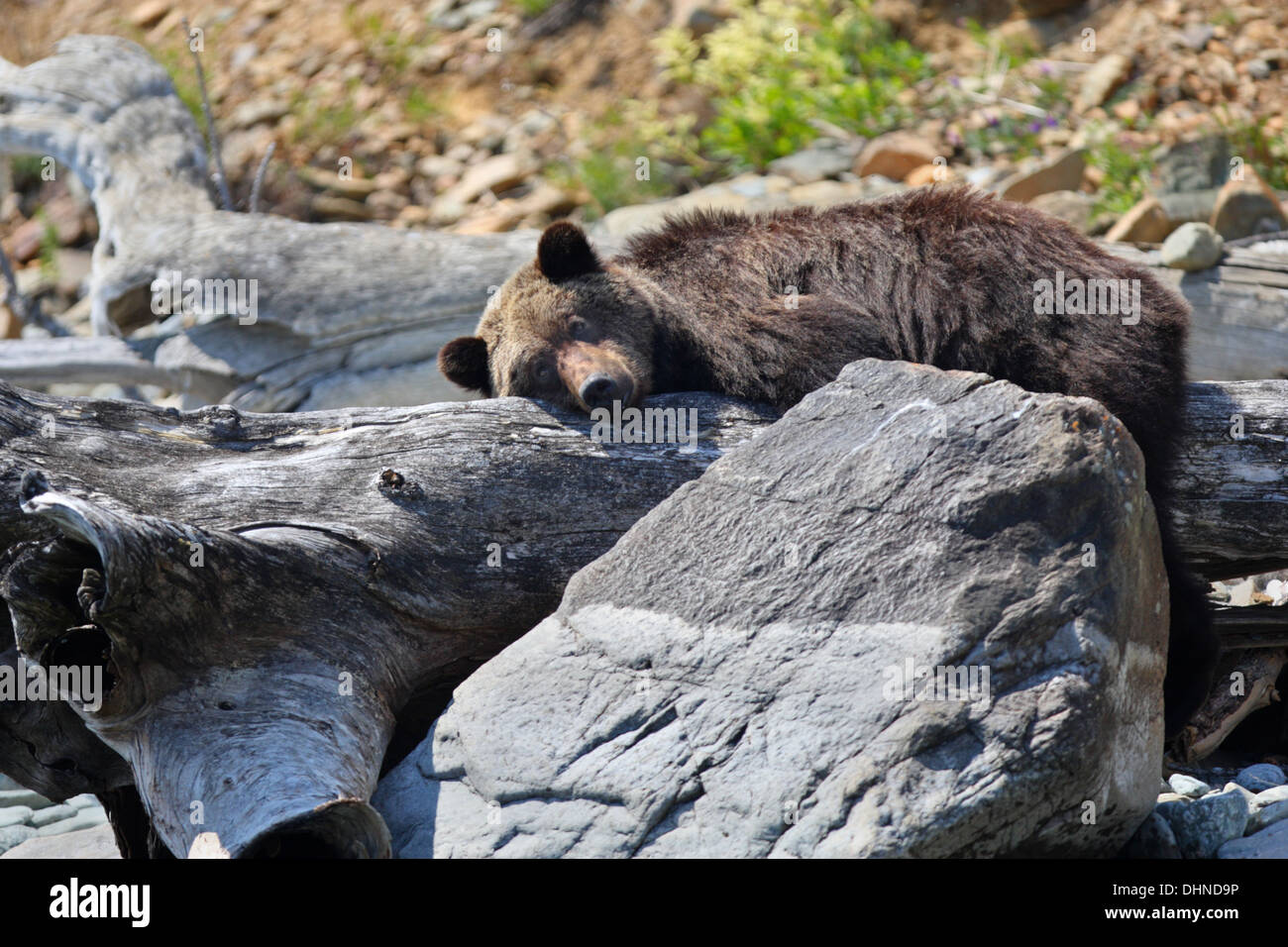 L'orso bruno (Ursus arctos) in appoggio sull'albero caduto sulla costa del lago Baikal, Siberia, Russia Foto Stock