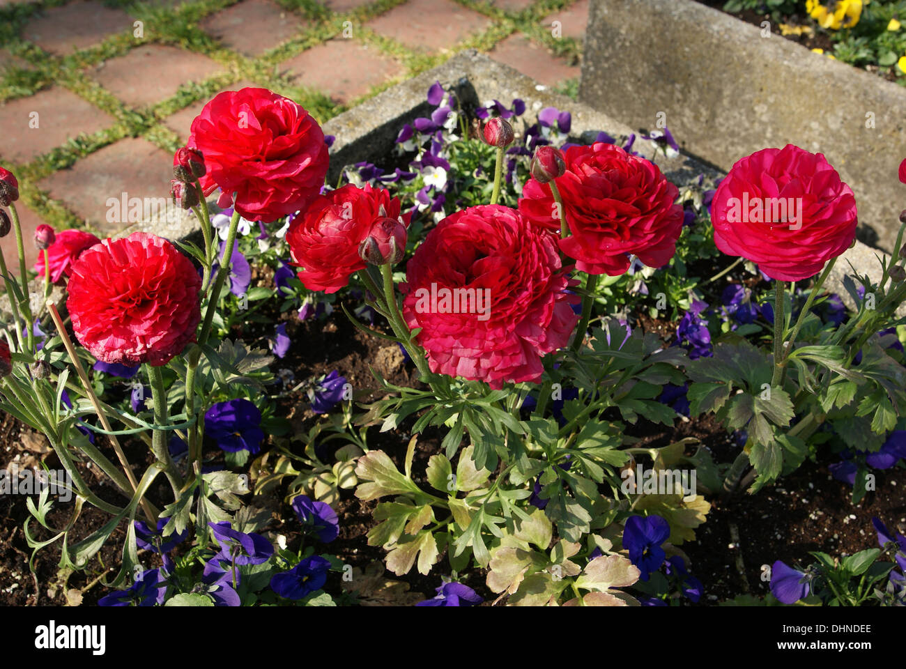 Roselline Foto Stock