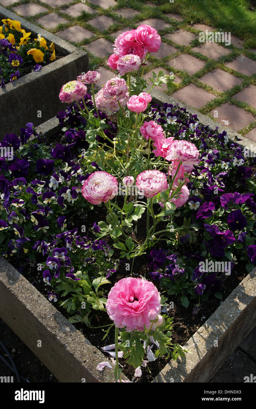 Roselline Foto Stock