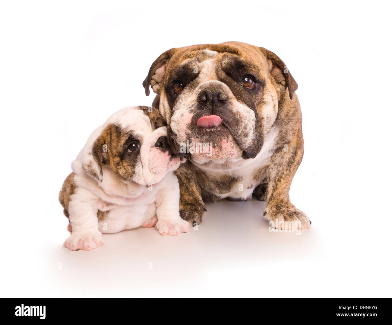 Bulldog inglese madre e pup isolato su bianco Foto Stock