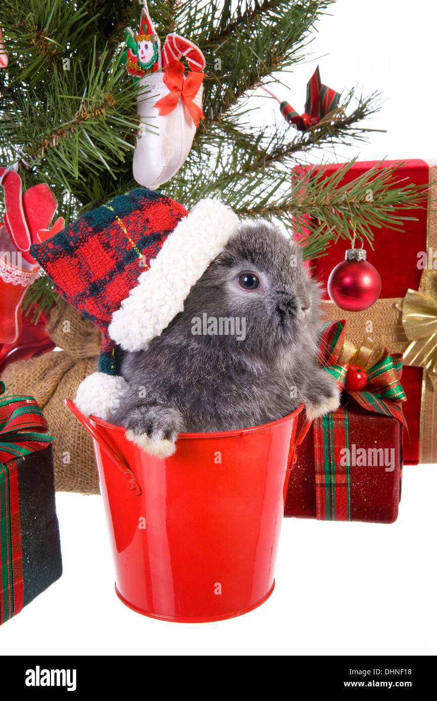 Carino grigio Natale mini lop baby bunny coniglio cappello da indossare sotto albero di Natale con doni isolati su sfondo bianco Foto Stock