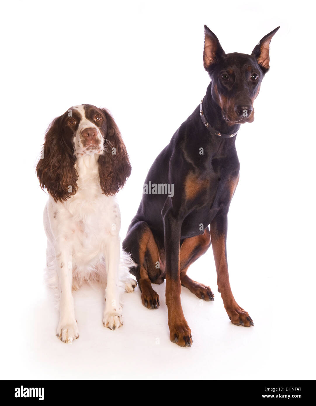 Springer Spaniel e cani Doberman seduto isolato su sfondo bianco Foto Stock