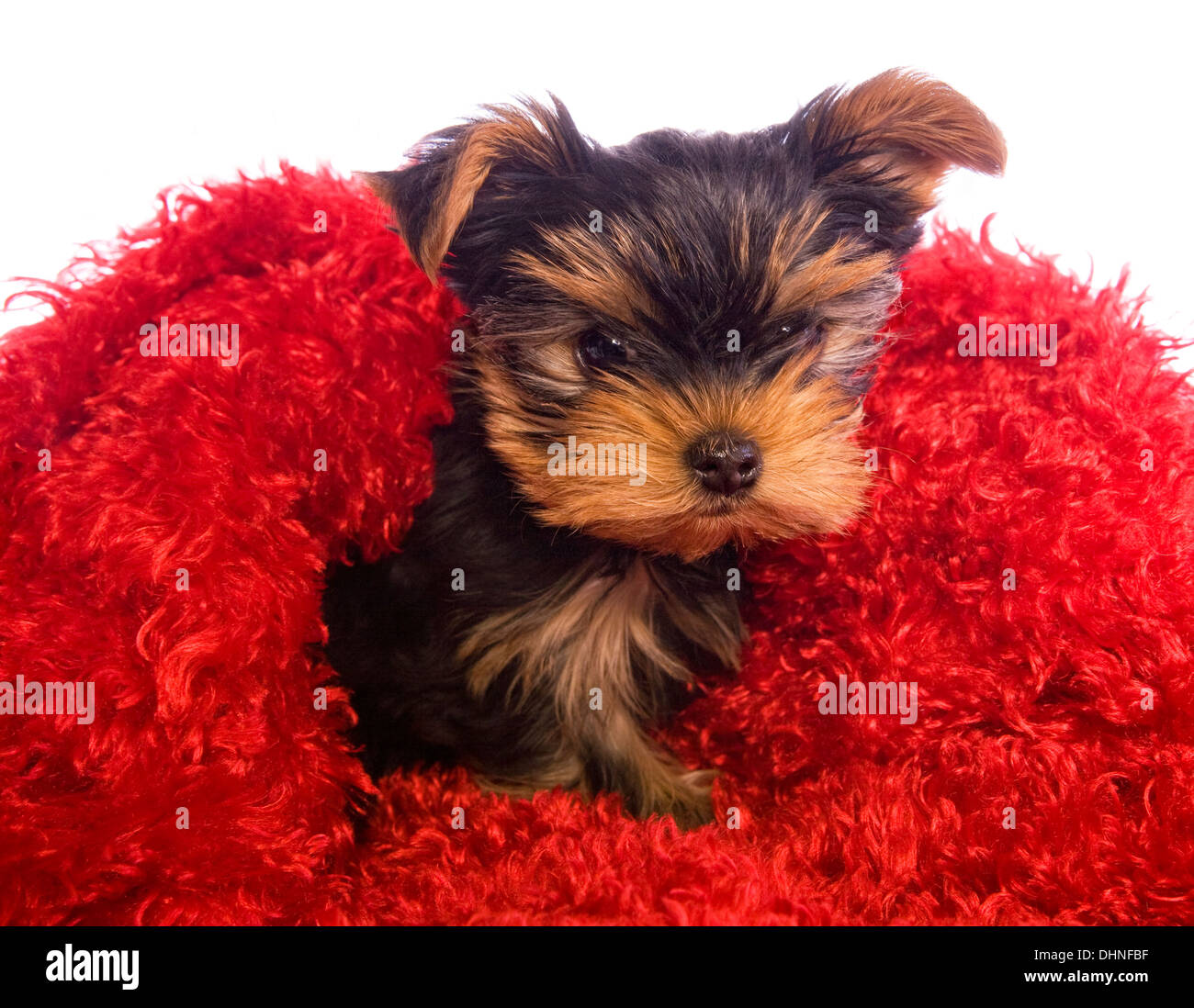 Yorkshire Terrier cucciolo su rosso isolato Foto Stock
