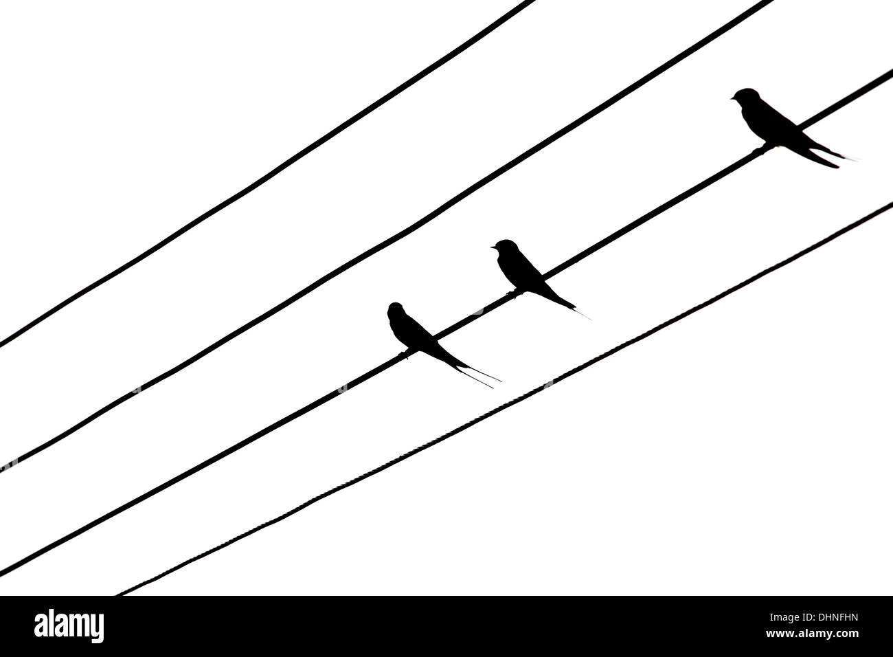 Bird su fili elettrici. Foto Stock