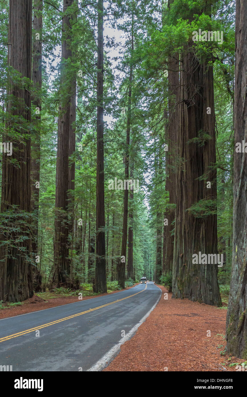 Coast Redwood, Sequoia sempervirens, lungo il viale dei giganti, SR 254, attraverso Humboldt Redwoods State Park California Foto Stock