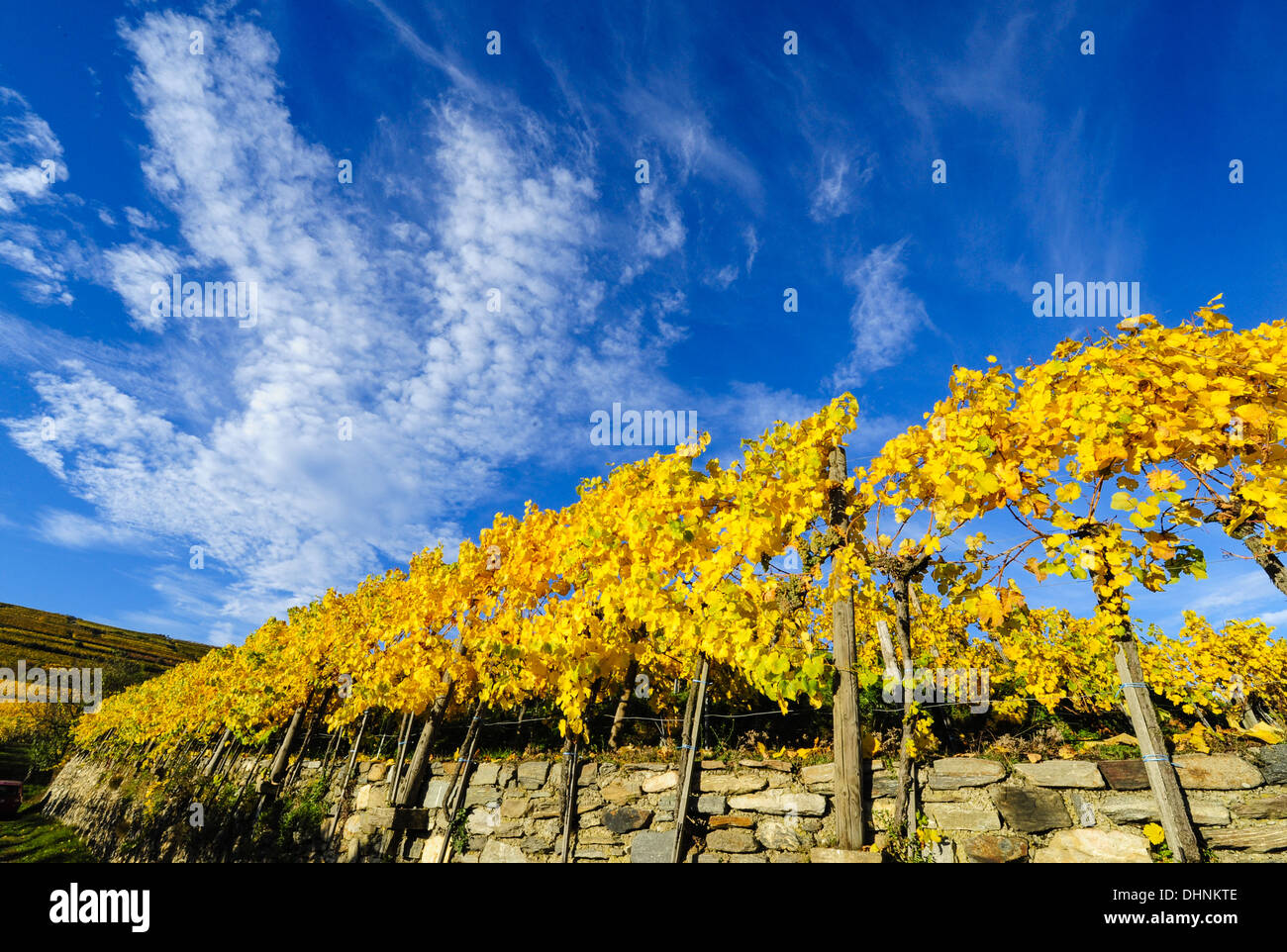 Austriaca Patrimonio Mondiale Wachau in autunno, Austria, Bassa Austria Wachau, Weissenkirchen Foto Stock