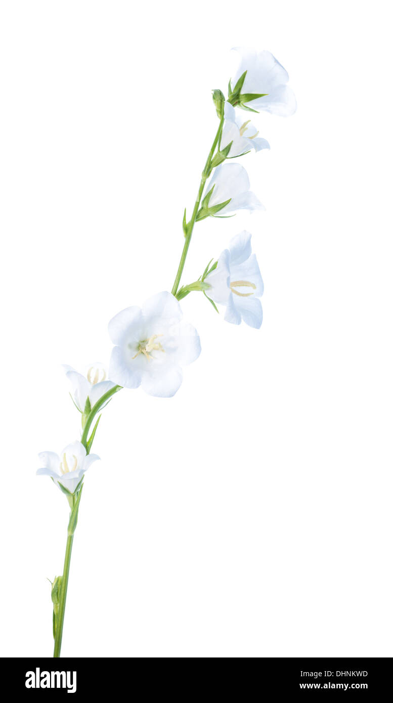 Bianco fiore campana isolata su uno sfondo bianco Foto Stock