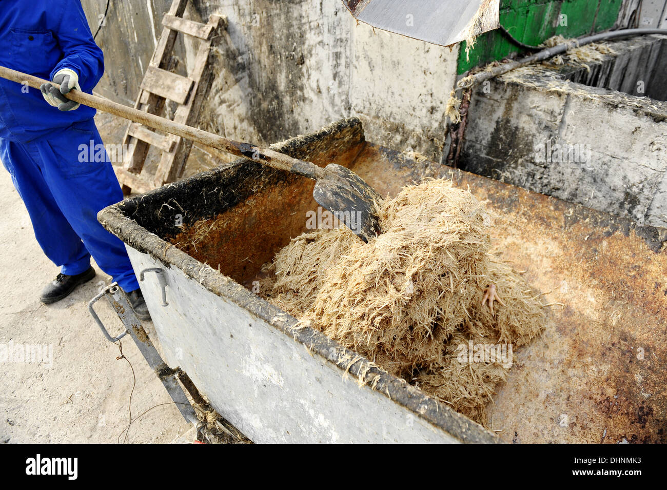 Un uomo gestisce un mucchio di piume di pollo in una discarica per rifiuti Foto Stock