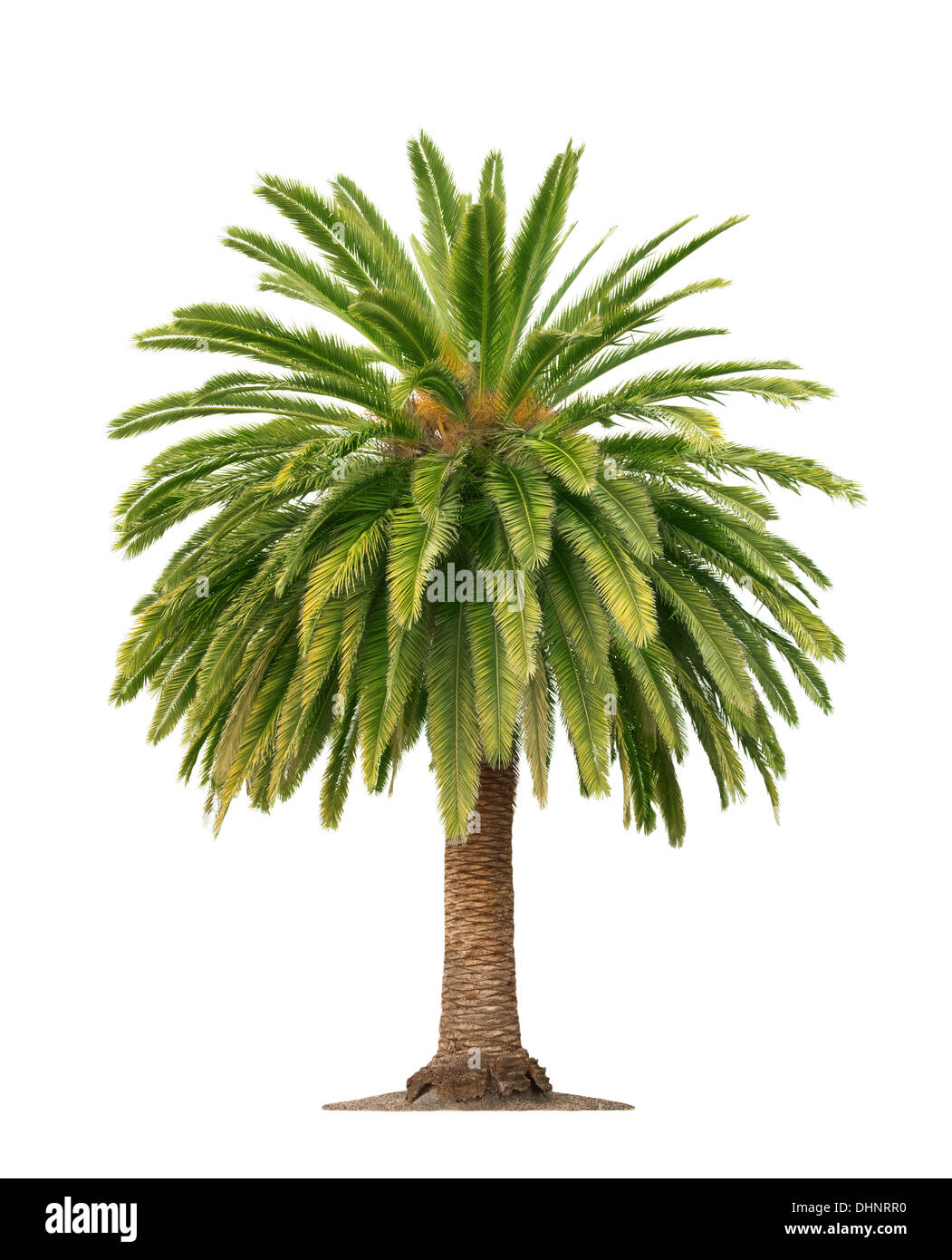 Bella verde Palm tree isolati su sfondo bianco Foto Stock