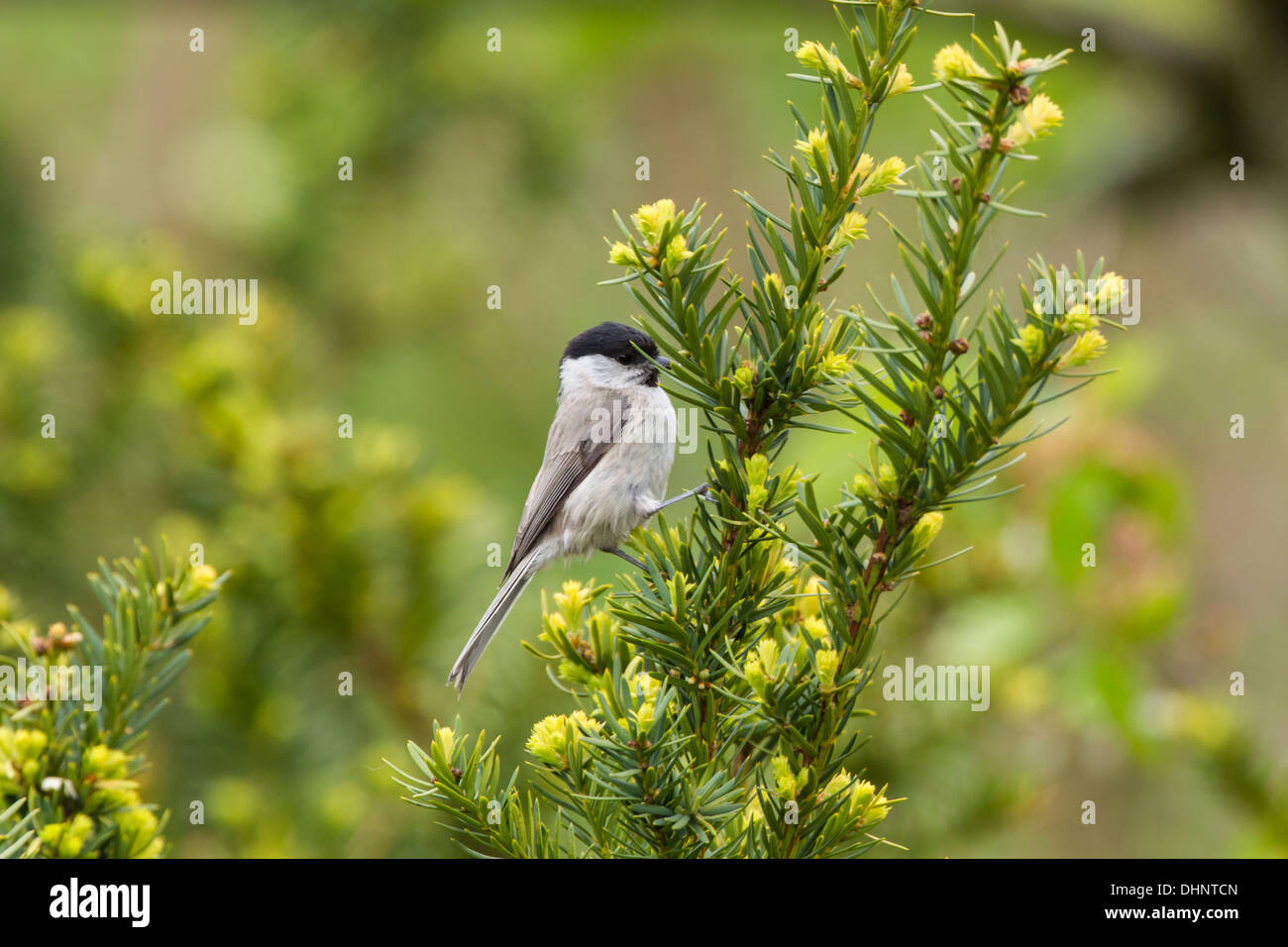 Cincia bigia (Parus palustris) Foto Stock