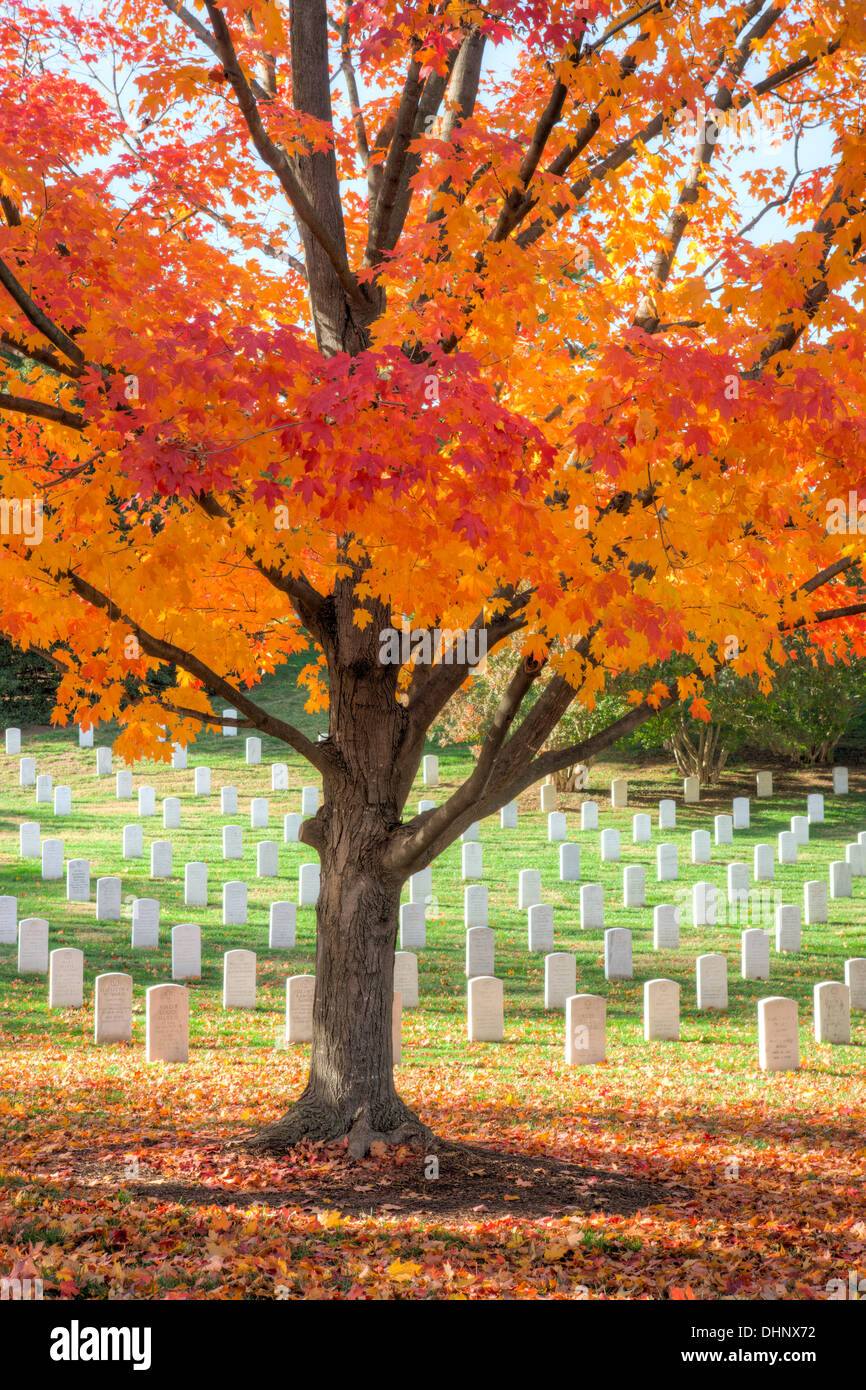 Alberi di acero aggiungere picchi di caduta di colore per motivi di Arlington il Cimitero Nazionale di Arlington, Virginia. Foto Stock