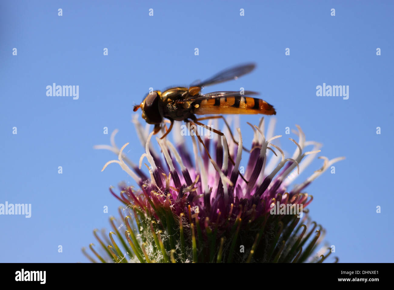 Hoverfly su thistle Foto Stock