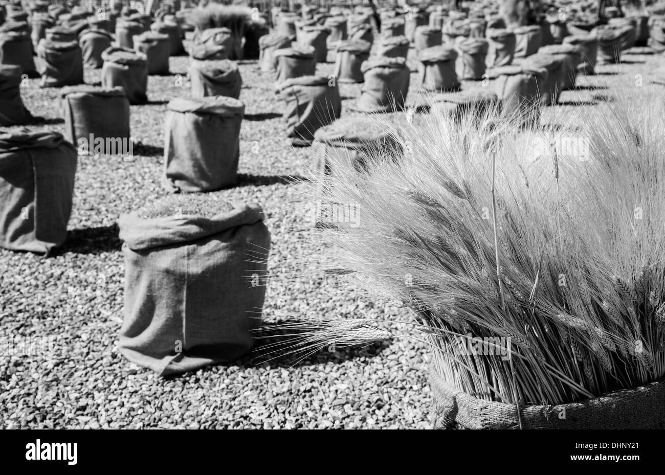 Mature estate di frumento Foto Stock