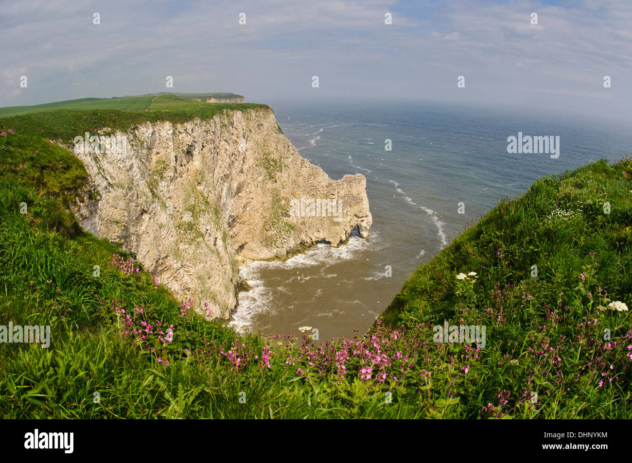 La colonia di sule settentrionale (Morus bassanus) sulle scogliere a fiocco, Newk con red campion (Silene dioica) Foto Stock