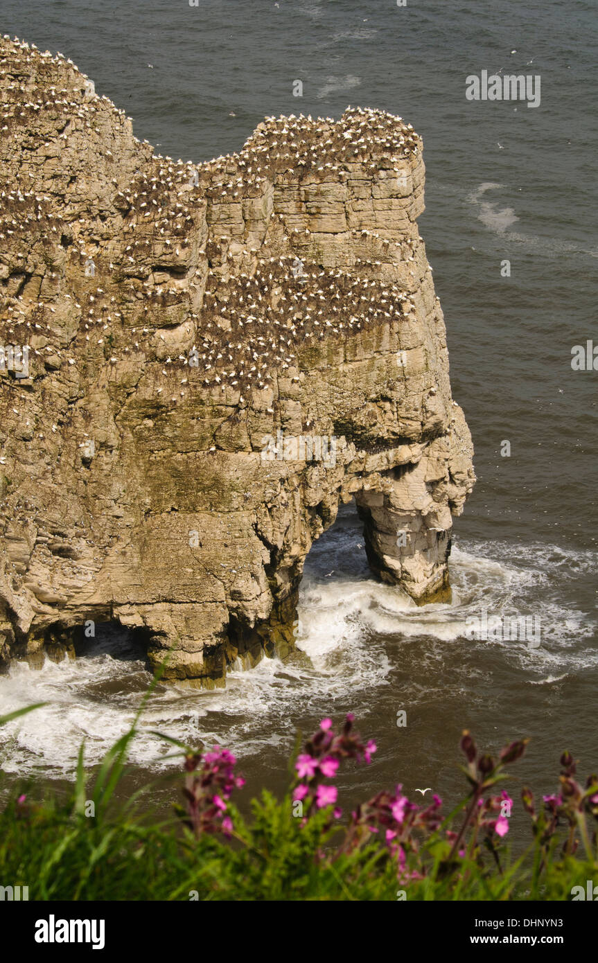La colonia di sule settentrionale (Morus bassanus) sulle scogliere a fiocco, Newk con red campion (Silene dioica) Foto Stock