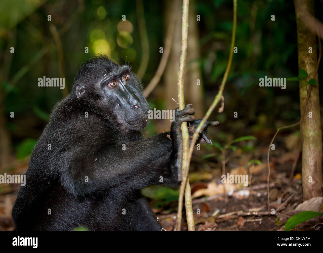 Macaco nero, Sulawesi, Indonesia Foto Stock