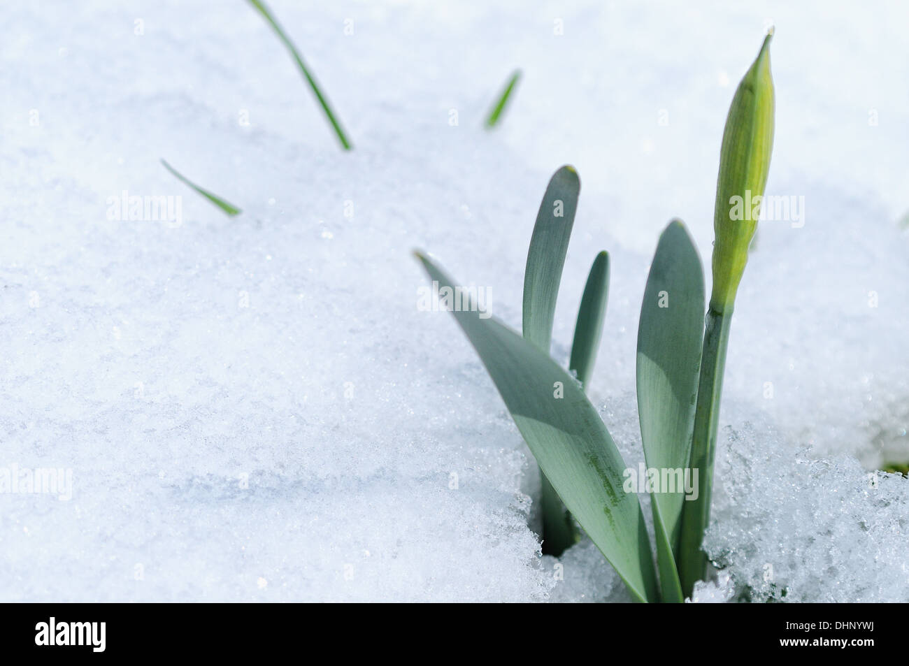 Primi segni di primavera-il daffodil Foto Stock