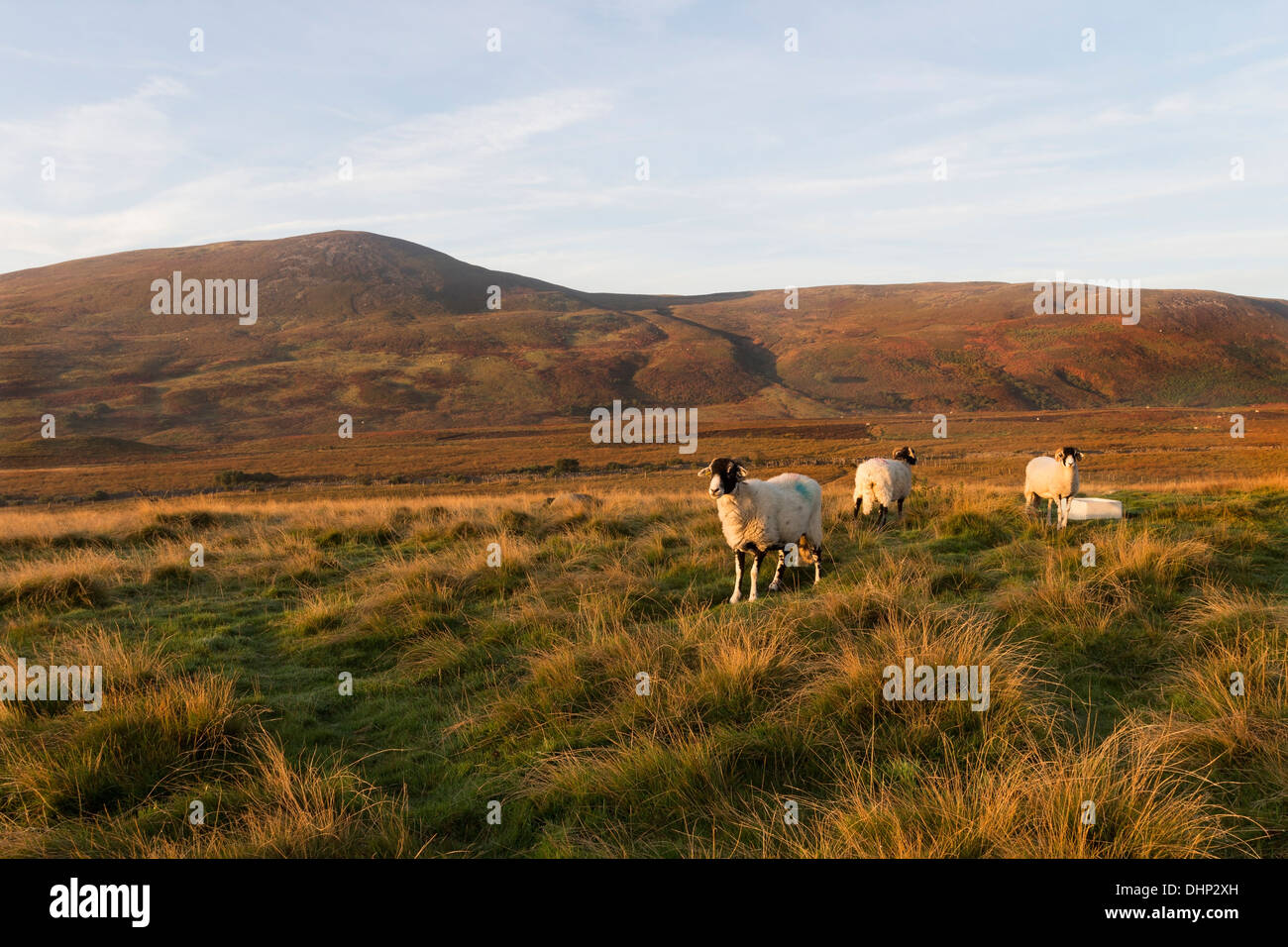 La collina di mezzogiorno e di ovini in Early Morning Light vista da Bracken Rigg su del The Pennine Way sentiero Teesdale County Durham Regno Unito Foto Stock