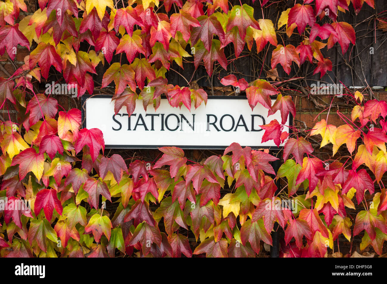 Boston Ivy vigna (parthenocissus tricuspidata) in Autunno colori intorno al cartello stradale. Inghilterra, Regno Unito Foto Stock