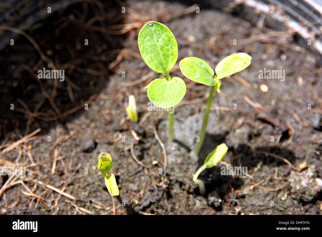 Molti la papaia Vivaio Coltivazione in pentola per la specie. Foto Stock