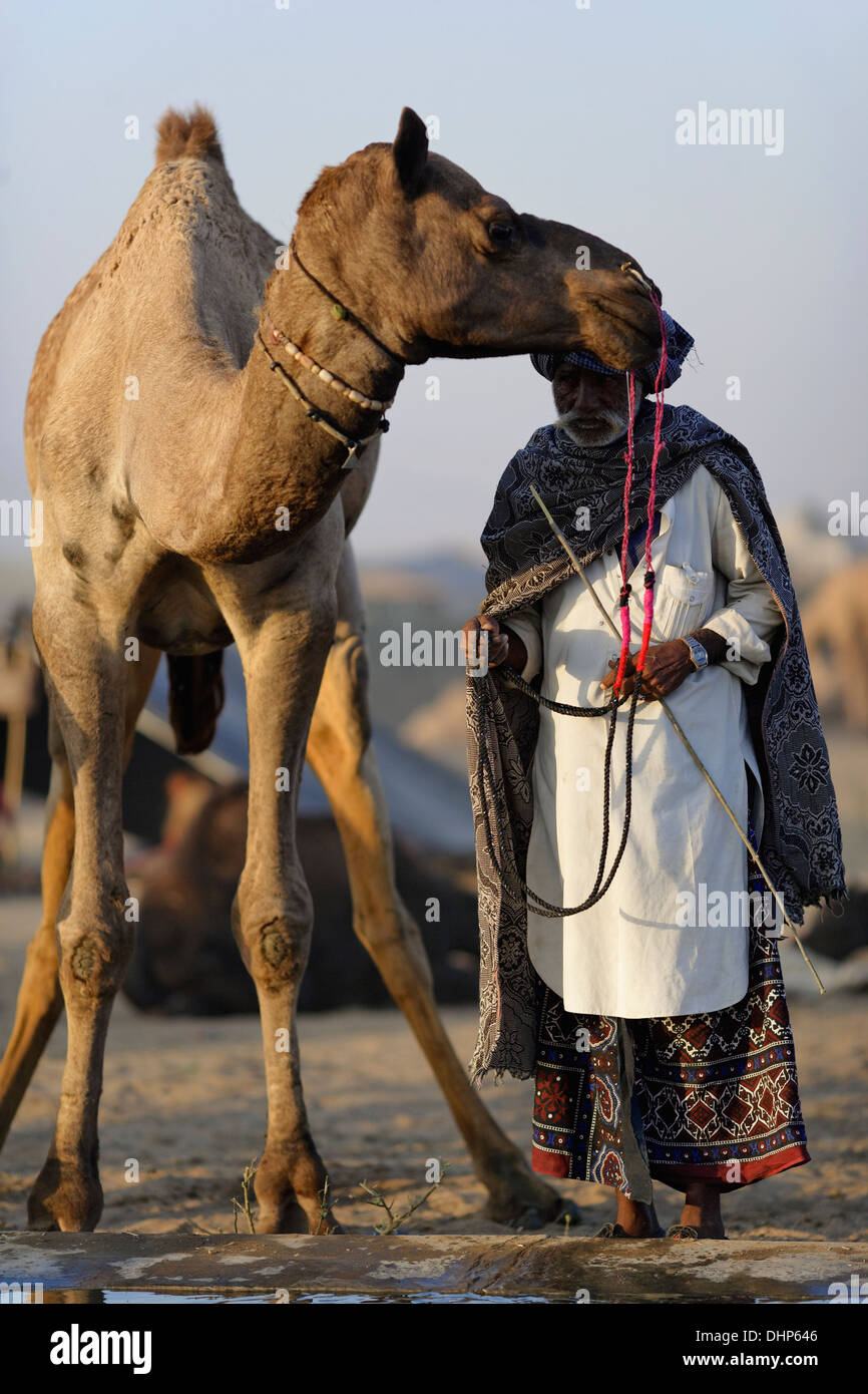 I cammelli e il loro proprietario ritratto a Pushkar camel Fair in Rajasthan, India. Foto Stock