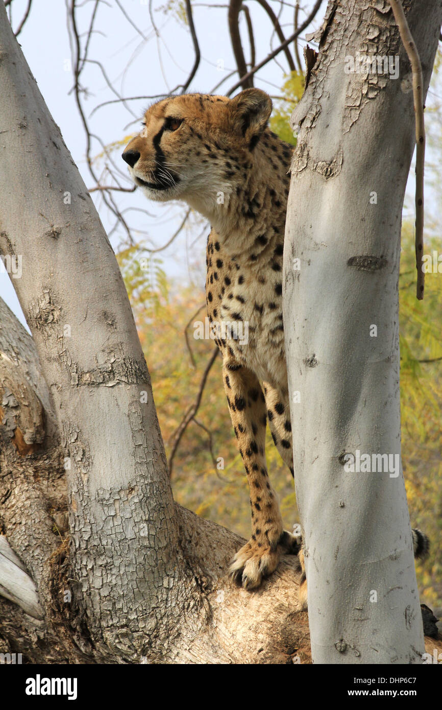 Cheetah in un albero,Deserto Namibiano,Namibia,Africa. Foto Stock