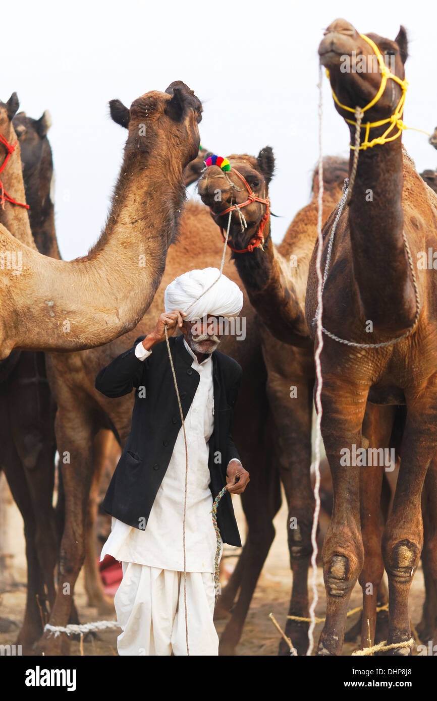 I cammelli e il loro proprietario ritratto a Pushkar camel Fair in Rajasthan, India. Foto Stock