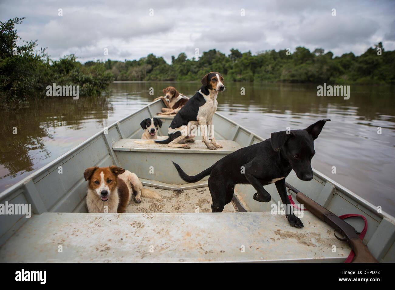 Aprile 25, 2013 - Poti-Kro, Para, Brasile - Xikrin uomini assumono spesso village cani da caccia. I cani guida per sciacquare fuori gioco come acciuffato pecari (un tipo di maiale selvatico) e tapiro. Gli indigeni Xikrin persone vivono sul Bacaja, un affluente del fiume Xingu, dove la costruzione di Belo Monte Dam raggiungendo il picco di costruzione. Alcuni scienziati avvertono che il livello di acqua dell'Bacaja diminuiscono precipitosamente a causa della diga. (Credito Immagine: © Taylor Weidman/ZUMA filo/ZUMAPRESS.com) Foto Stock