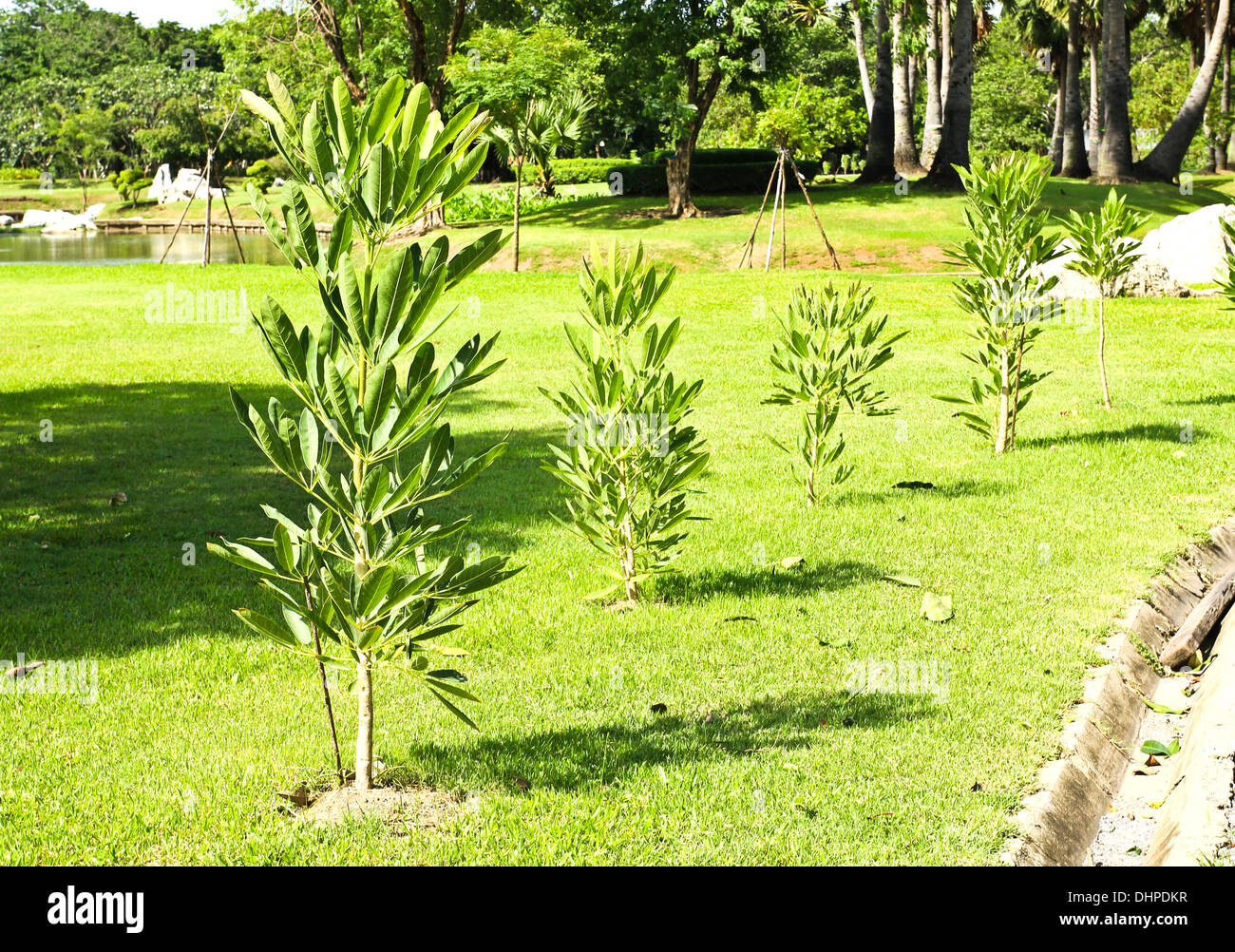 Giovani piccolo albero in fiore nel giardino Foto Stock