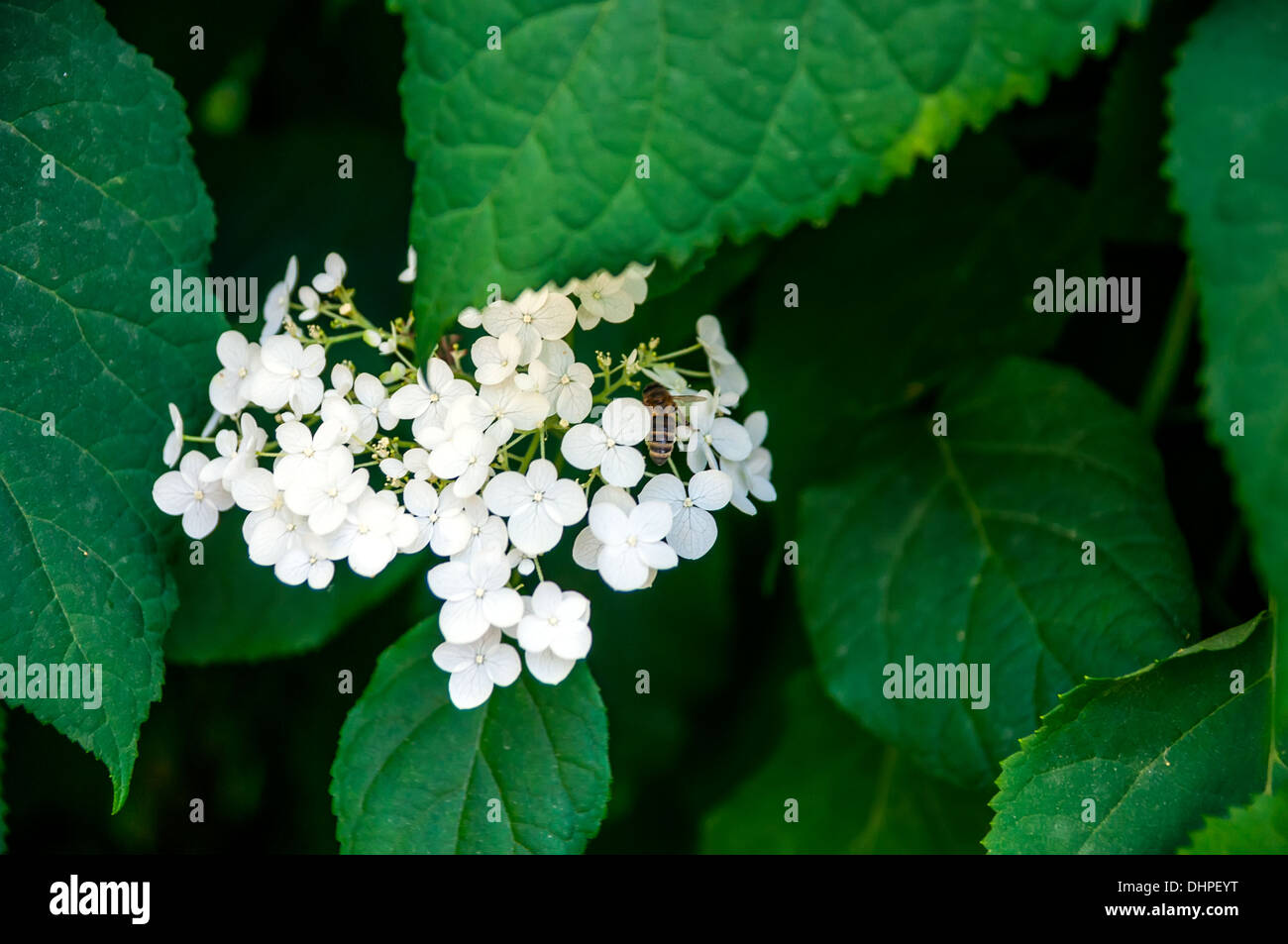 Ape su white mazzetti di fiori di Hydrangea Paniculata, primo piano Foto Stock