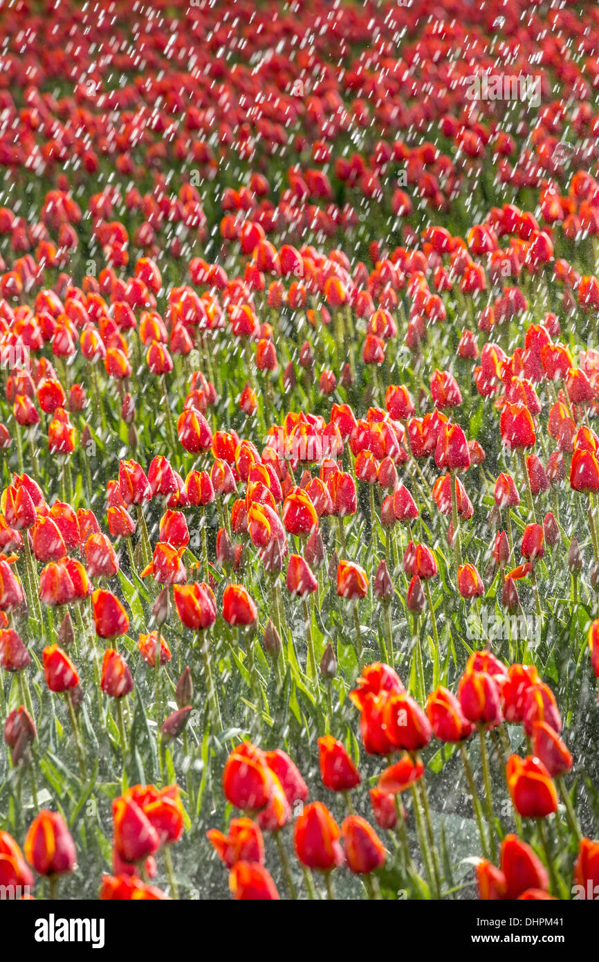 Paesi Bassi, Espel. Campo di tulipani. I Tulipani sono annaffiati da impianti sprinkler Foto Stock