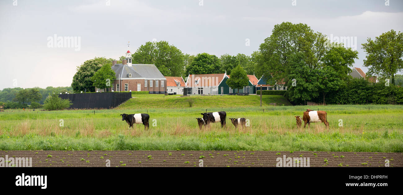 I Paesi Bassi, l'ex isola di Schokland. Sito patrimonio dell'umanità dell'UNESCO. Tumulo di Middelbuurt. Mucche in primo piano con lenzuola Foto Stock