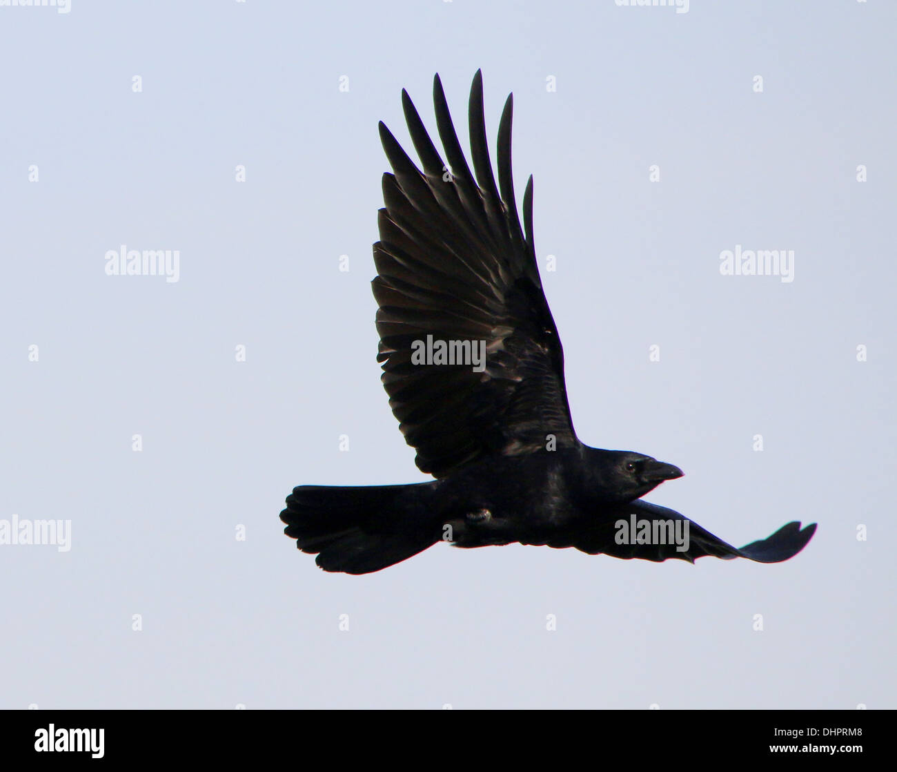 Black carrion crow (Corvus Corone) in volo contro un cielo blu Foto Stock