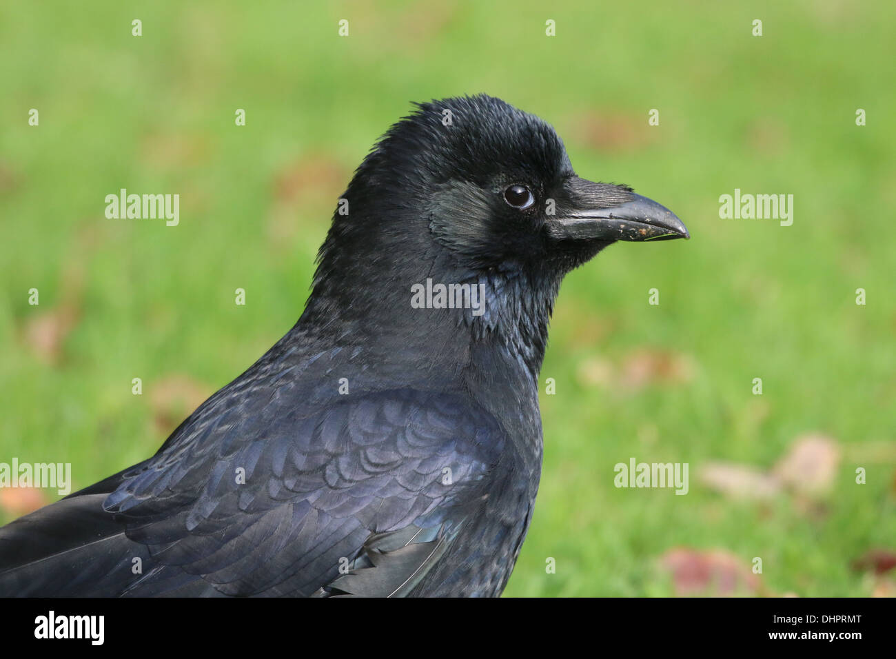 Dettagliato di close-up di testa e la parte superiore del corpo di un nero carrion crow (Corvus Corone), visto di profilo Foto Stock