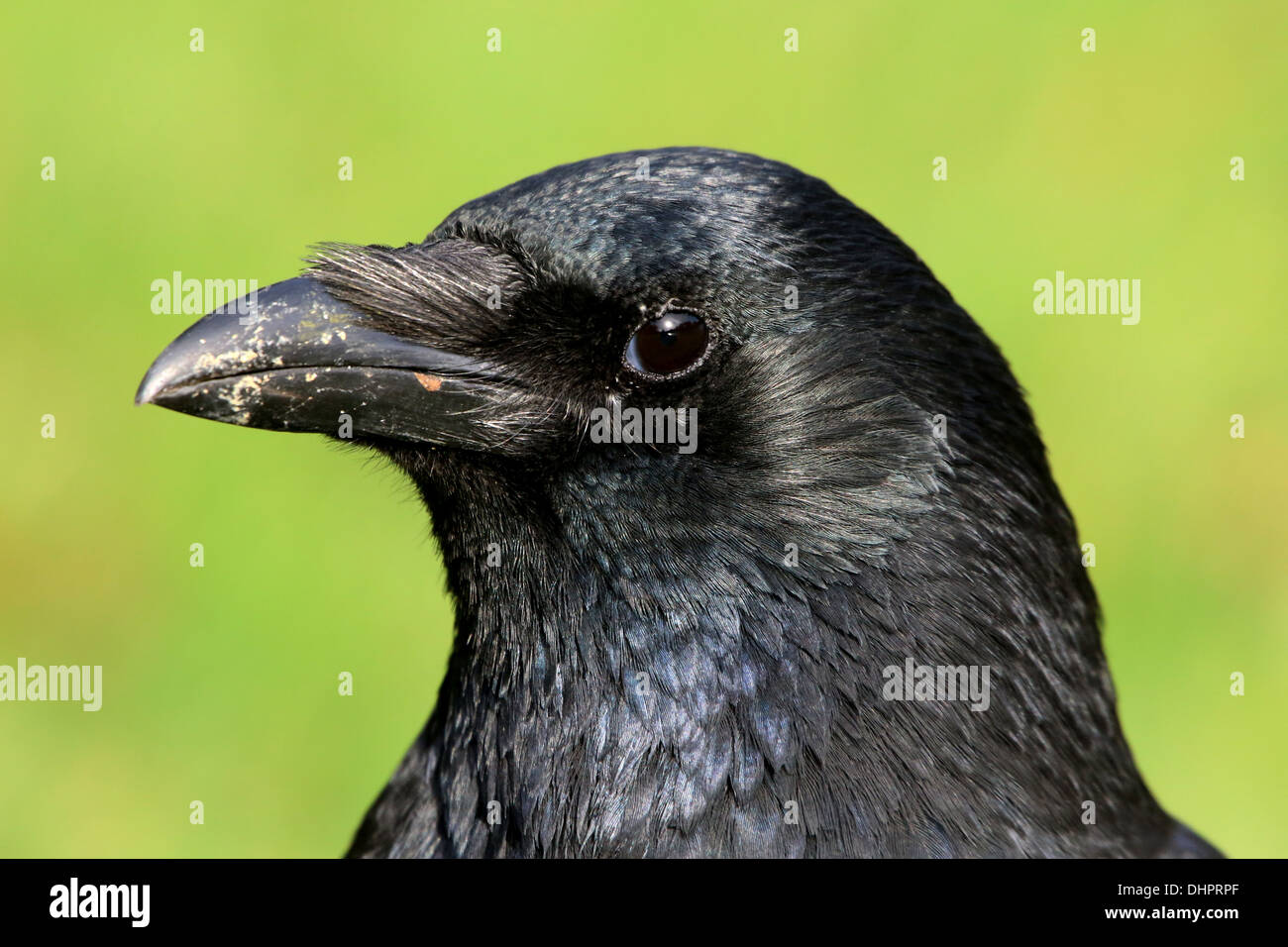 Dettagliato di close-up di testa e la parte superiore del corpo di un nero carrion crow (Corvus Corone) Foto Stock
