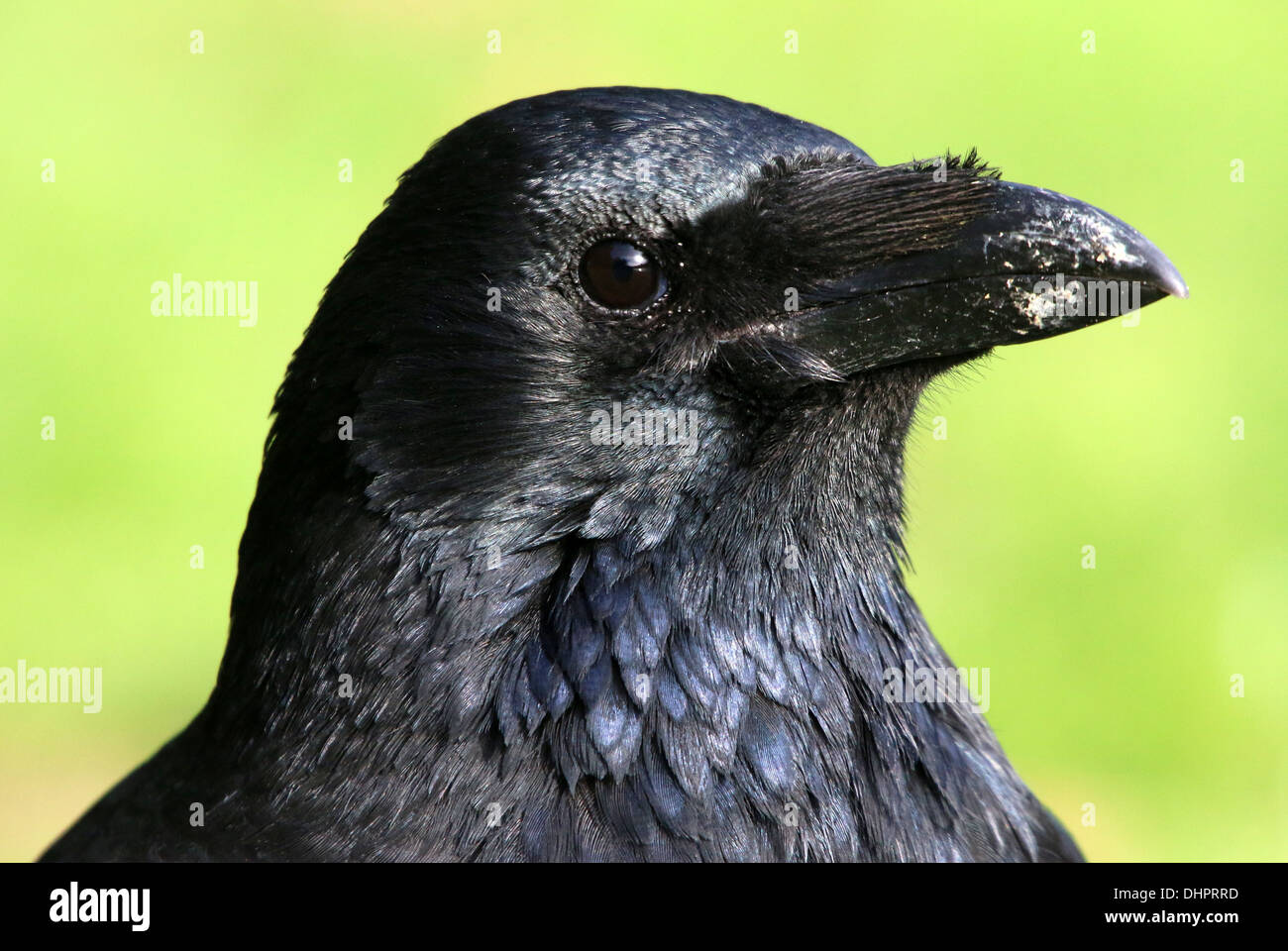 Dettagliato di close-up di testa e la parte superiore del corpo di un nero carrion crow (Corvus Corone) Foto Stock