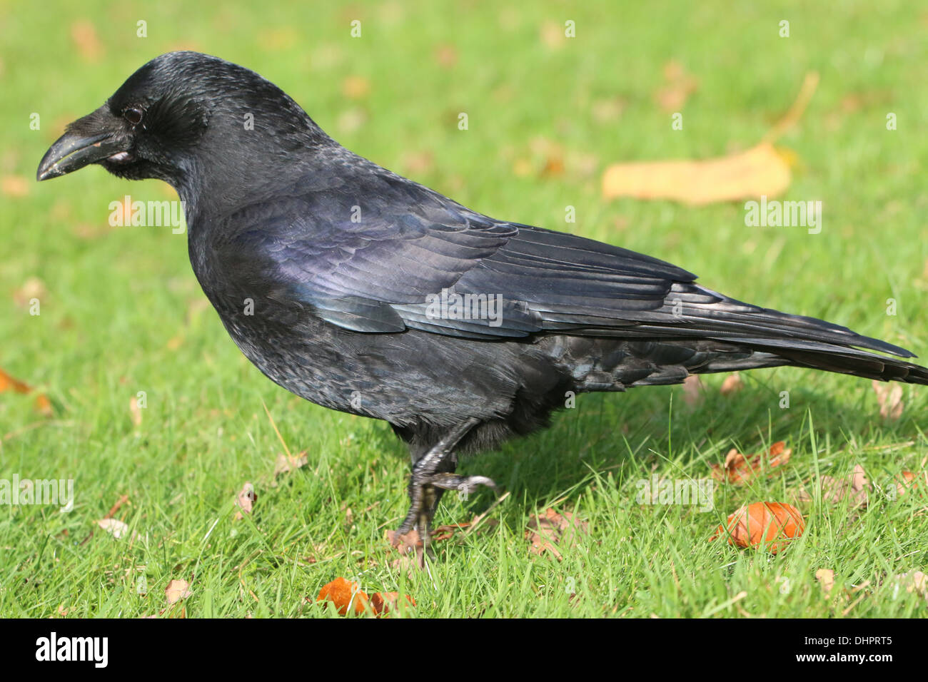 Black carrion crow (Corvus Corone) Foto Stock