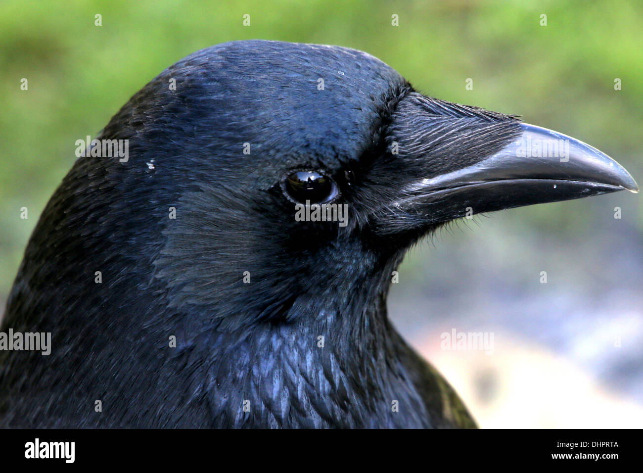 Testa di un nero carrion crow (Corvus Corone) close up Foto Stock