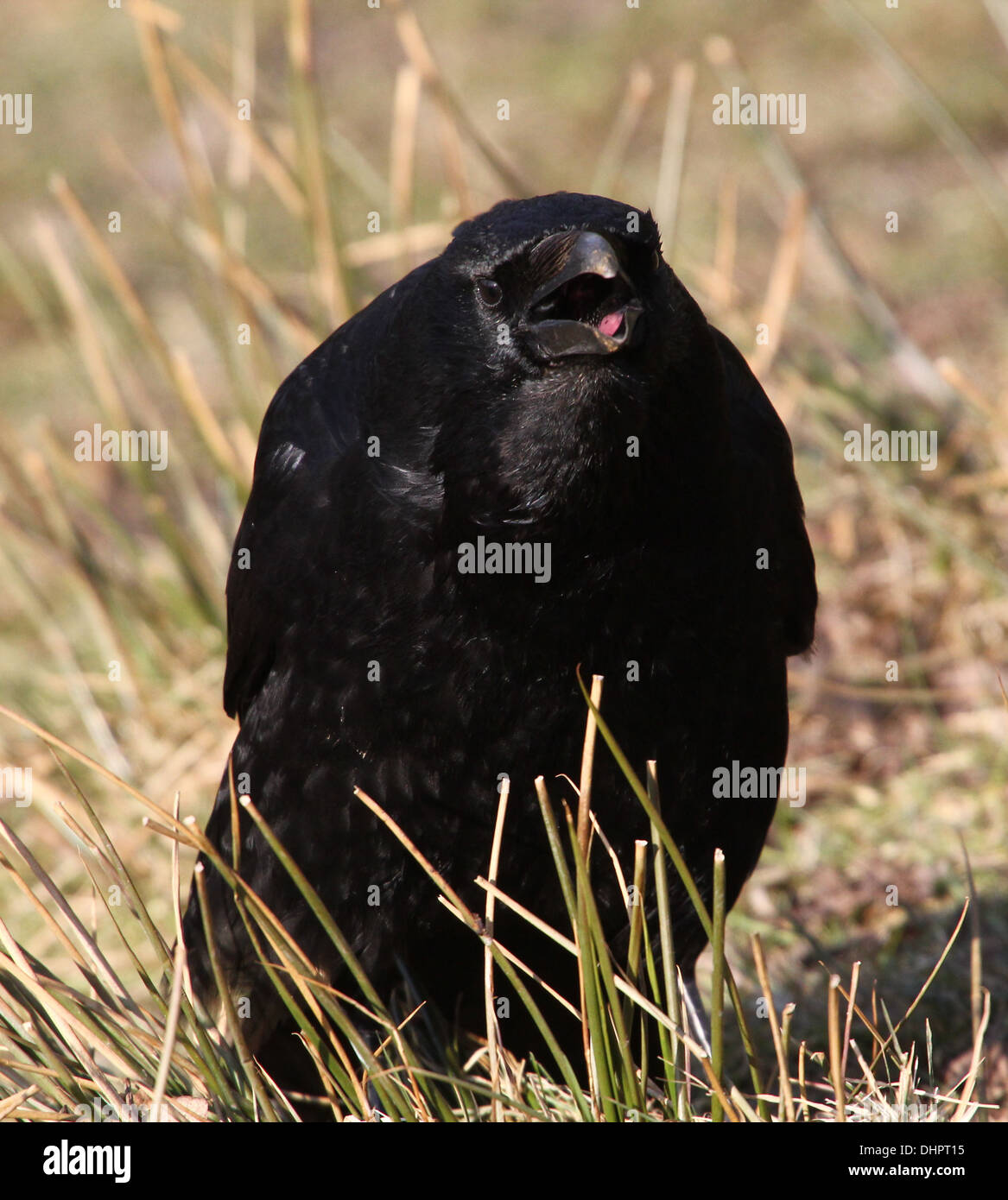 Dettagliate fino in prossimità di un nero carrion crow (Corvus Corone) gracchiare Foto Stock