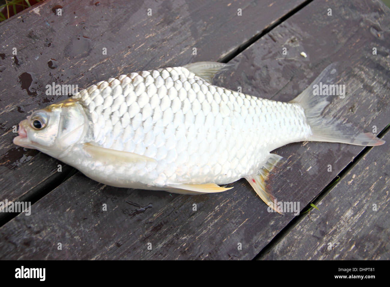 La Lancia di Cyprinidae pesce su assi di legno. Foto Stock
