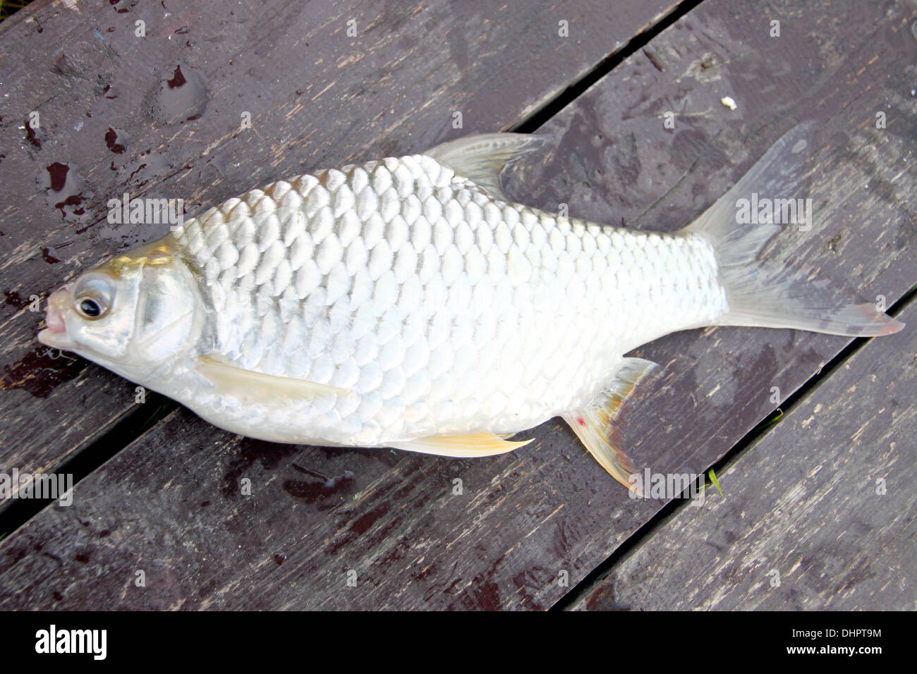 La Lancia di Cyprinidae pesce su assi di legno. Foto Stock