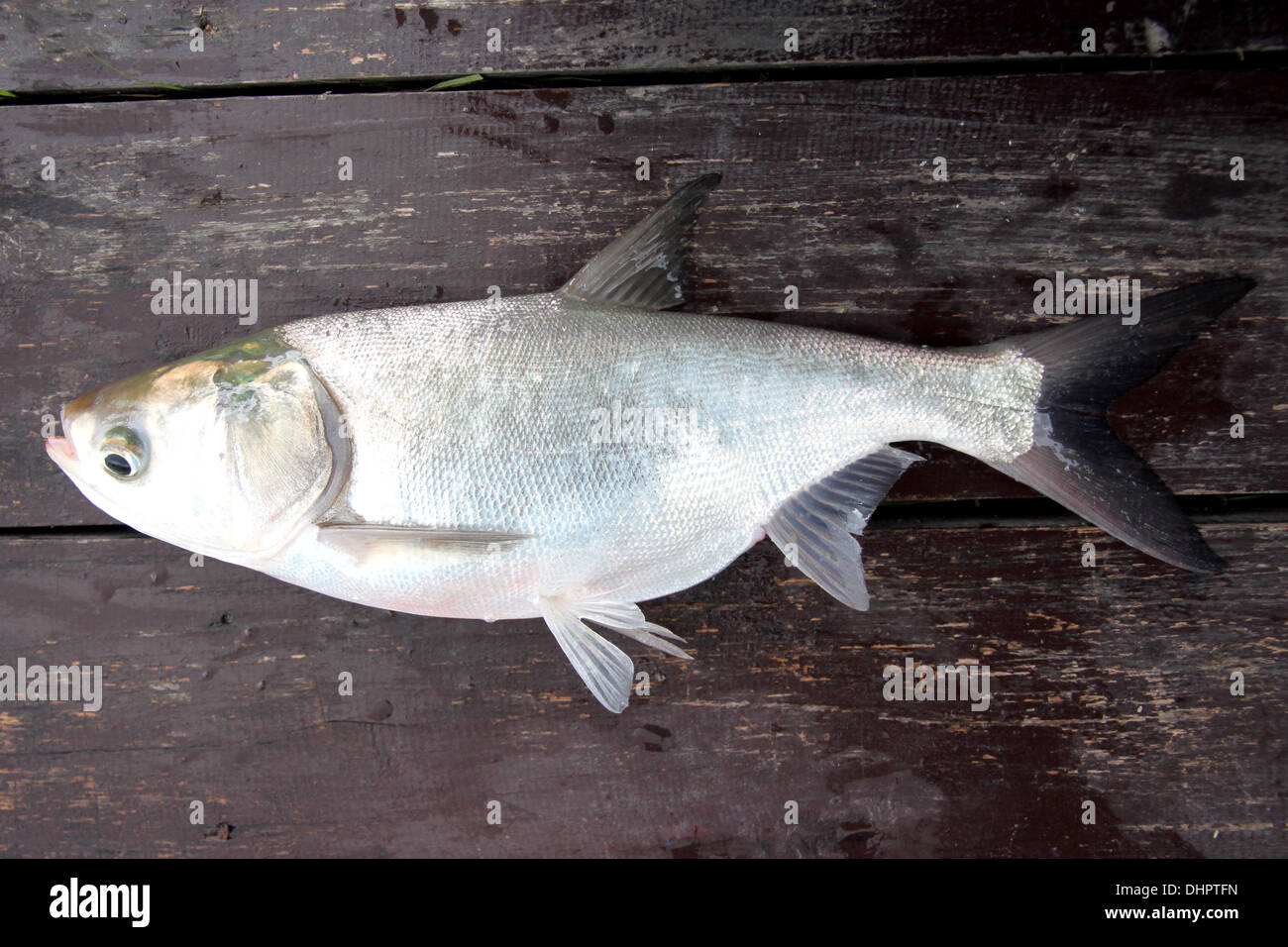 Il pesce carpa argento su assi di legno. Foto Stock