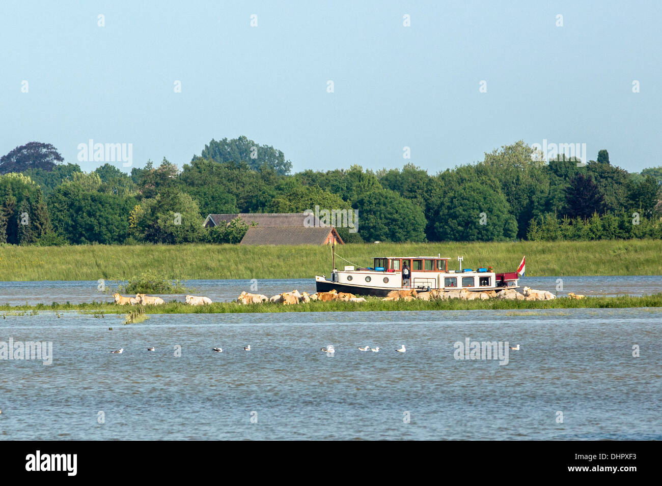 Paesi Bassi, Brummen, fiume IJssel. Navigazione nave chiatta e vacche remunerare in pianure alluvionali Foto Stock