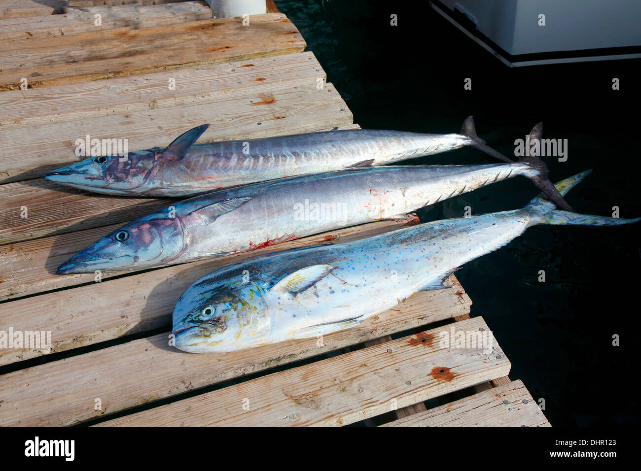 Sbarco delle catture di pesca in Nevis Caraibi Foto Stock