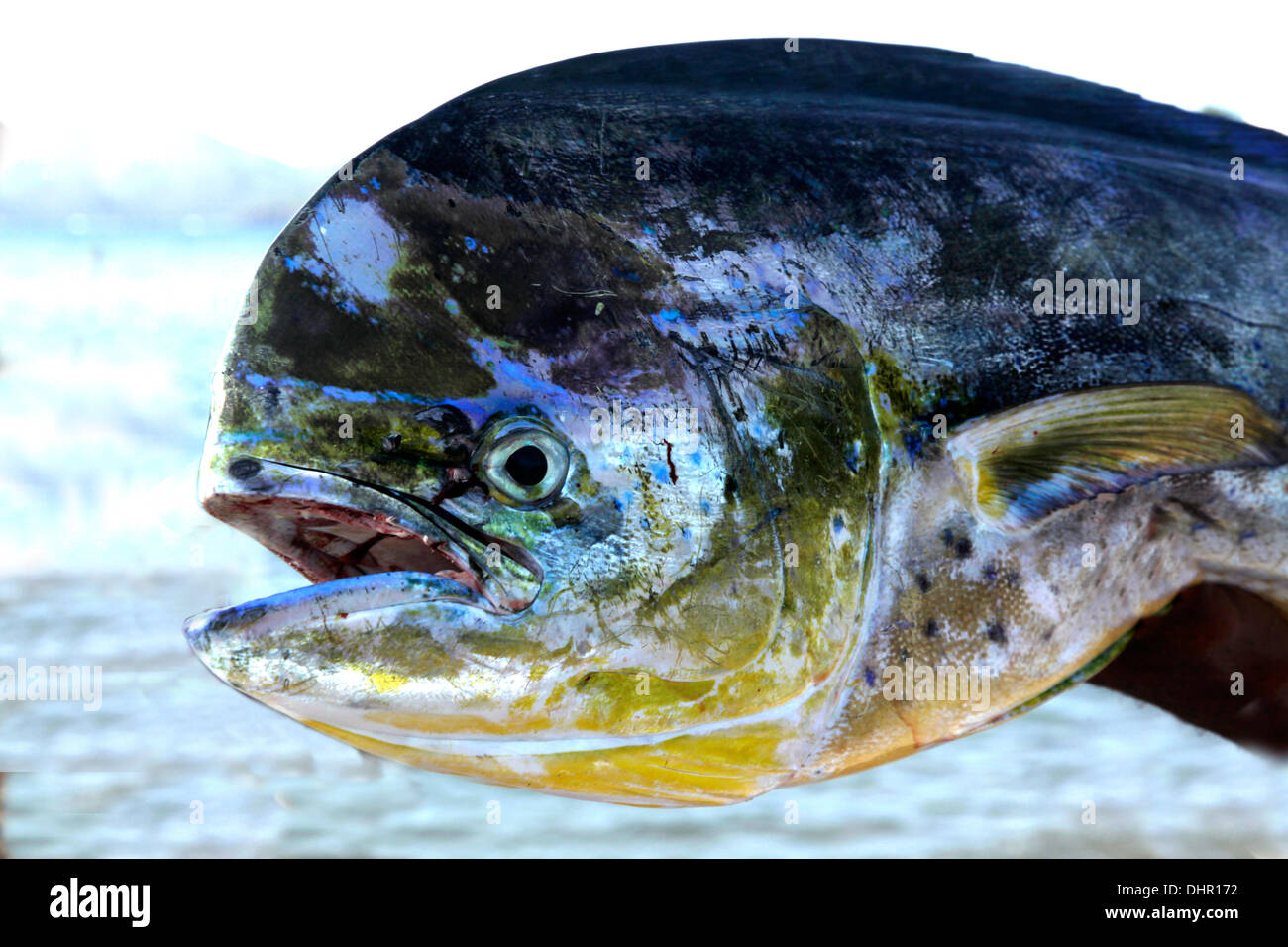 Bull Delfini dal Naso , noto anche come Mahi-Mahi , Dorado Foto Stock