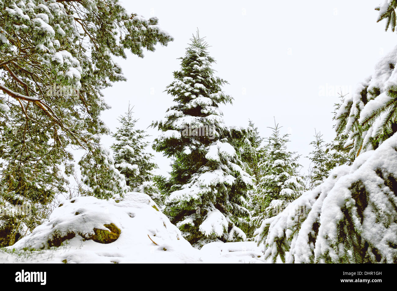 White foresta di pini e di altre conifere Foto Stock