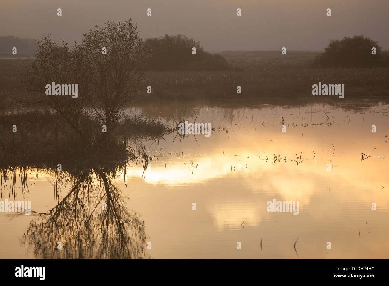 Avvolgimenti del fiume Biebrza, Polonia, Podlasie, sunrise Foto Stock