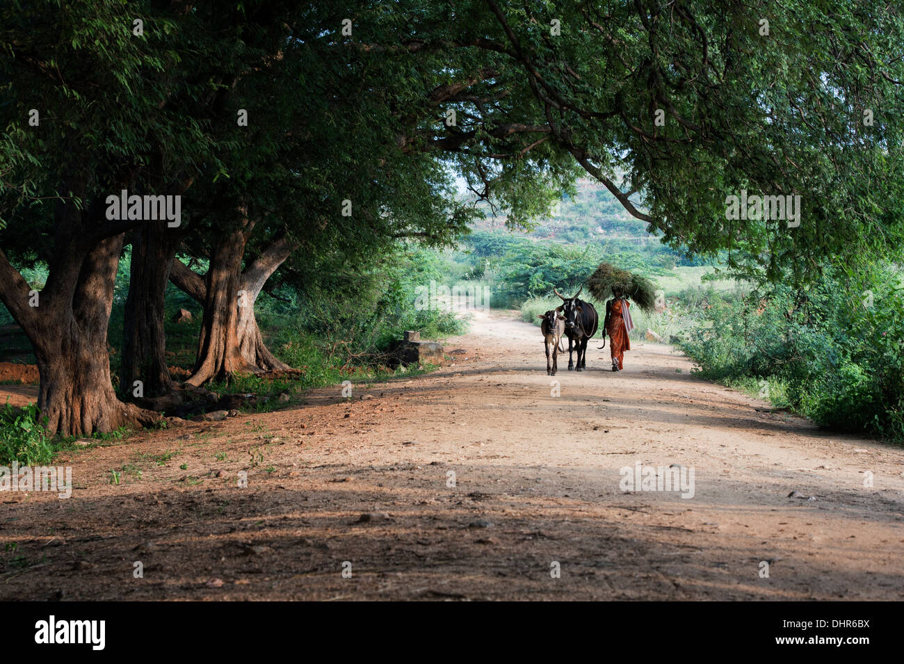 Rurale villaggio indiano donna trasportare erba tagliata sul suo capo con le mucche in campagna indiana. Andhra Pradesh, India Foto Stock