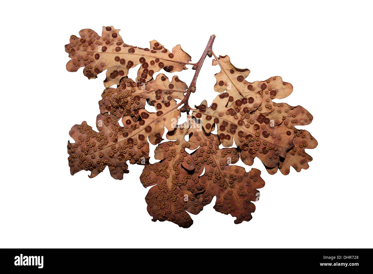 La parte inferiore di farnia foglie con pulsante di seta Galli e comune Spangle Galli Foto Stock